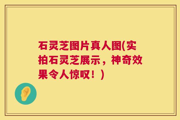 石灵芝图片真人图(实拍石灵芝展示,神奇效果令人惊叹!) 石灵芝图片真人图(实拍石灵芝展示,神奇效果令人惊叹!)