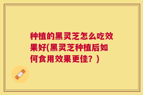 种植的黑灵芝怎么吃效果好(黑灵芝种植后如何食用效果更佳?) 种植的黑灵芝怎么吃效果好(黑灵芝种植后如何食用效果更佳?)