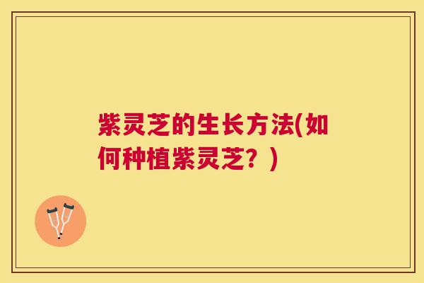 紫灵芝的生长方法(如何种植紫灵芝?) 紫灵芝的生长方法(如何种植紫灵芝?)