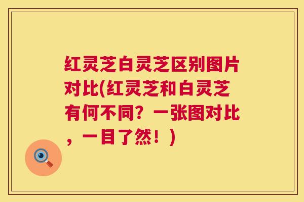 红灵芝白灵芝区别图片对比(红灵芝和白灵芝有何不同?一张图对比,一目了然!) 红灵芝白灵芝区别图片对比(红灵芝和白灵芝有何不同?一张图对比,一目了然!)