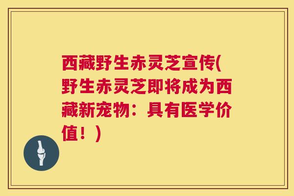 西藏野生赤灵芝宣传(野生赤灵芝即将成为西藏新宠物:具有医学价值!) 西藏野生赤灵芝宣传(野生赤灵芝即将成为西藏新宠物:具有医学价值!)