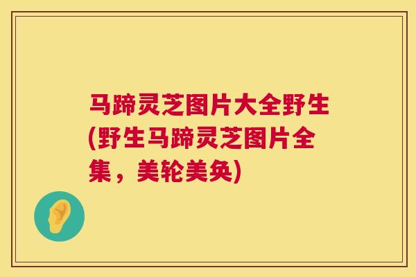 马蹄灵芝图片大全野生(野生马蹄灵芝图片全集,美轮美奂) 马蹄灵芝图片大全野生(野生马蹄灵芝图片全集,美轮美奂)