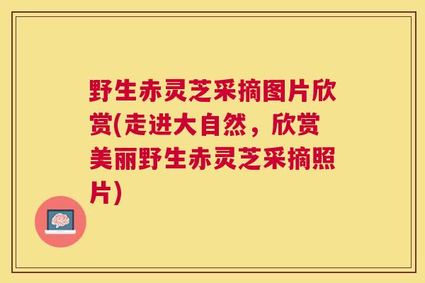 野生赤灵芝采摘图片欣赏(走进大自然,欣赏美丽野生赤灵芝采摘照片) 野生赤灵芝采摘图片欣赏(走进大自然,欣赏美丽野生赤灵芝采摘照片)