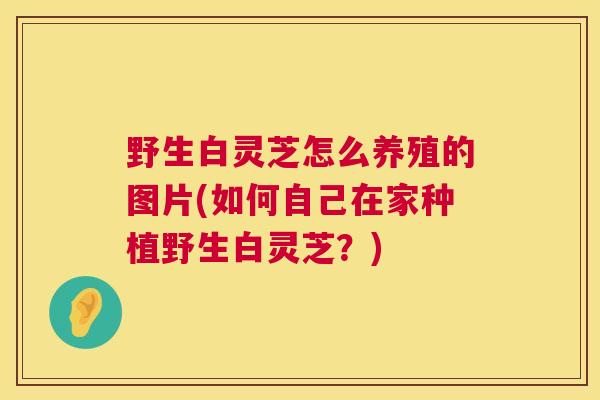 野生白灵芝怎么养殖的图片(如何自己在家种植野生白灵芝?) 野生白灵芝怎么养殖的图片(如何自己在家种植野生白灵芝?)