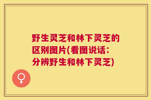 野生灵芝和林下灵芝的区别图片(看图说话:分辨野生和林下灵芝) 野生灵芝和林下灵芝的区别图片(看图说话:分辨野生和林下灵芝)