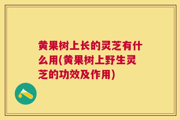 黄果树上长的灵芝有什么用(黄果树上野生灵芝的功效及作用) 黄果树上长的灵芝有什么用(黄果树上野生灵芝的功效及作用)