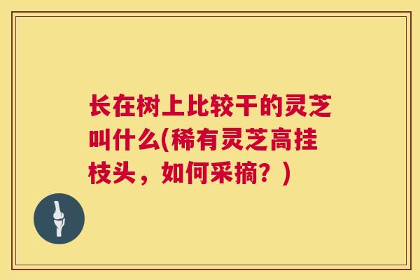 长在树上比较干的灵芝叫什么(稀有灵芝高挂枝头,如何采摘?) 长在树上比较干的灵芝叫什么(稀有灵芝高挂枝头,如何采摘?)