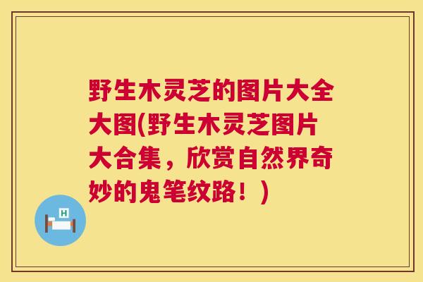 野生木灵芝的图片大全大图(野生木灵芝图片大合集,欣赏自然界奇妙的鬼笔纹路!) 野生木灵芝的图片大全大图(野生木灵芝图片大合集,欣赏自然界奇妙的鬼笔纹路!)