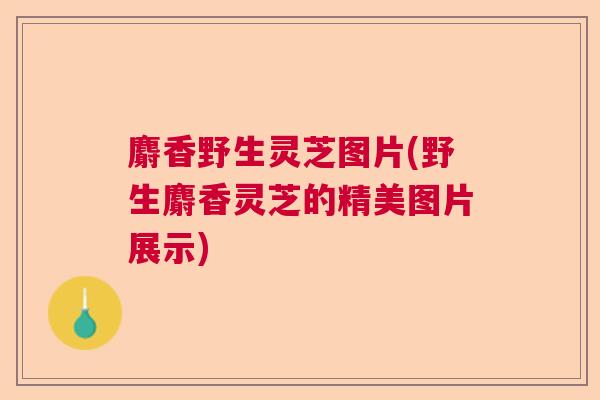 麝香野生灵芝图片(野生麝香灵芝的精美图片展示) 麝香野生灵芝图片(野生麝香灵芝的精美图片展示)
