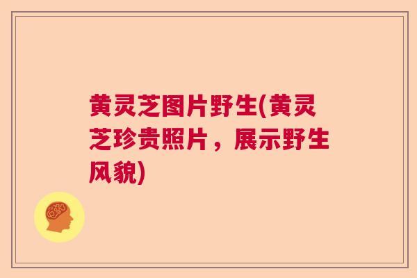 黄灵芝图片野生(黄灵芝珍贵照片,展示野生风貌) 黄灵芝图片野生(黄灵芝珍贵照片,展示野生风貌)