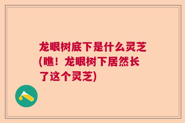 龙眼树底下是什么灵芝(瞧!龙眼树下居然长了这个灵芝) 龙眼树底下是什么灵芝(瞧!龙眼树下居然长了这个灵芝)