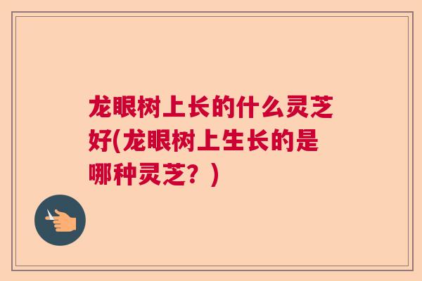 龙眼树上长的什么灵芝好(龙眼树上生长的是哪种灵芝?) 龙眼树上长的什么灵芝好(龙眼树上生长的是哪种灵芝?)