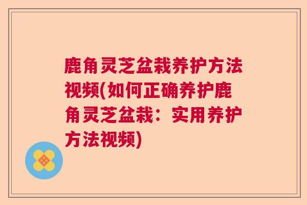 鹿角灵芝盆栽养护方法视频(如何正确养护鹿角灵芝盆栽:实用养护方法视频) 鹿角灵芝盆栽养护方法视频(如何正确养护鹿角灵芝盆栽:实用养护方法视频)