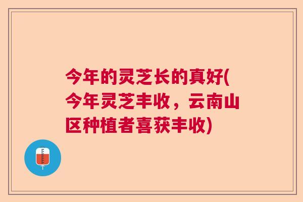 今年的灵芝长的真好(今年灵芝丰收,云南山区种植者喜获丰收) 今年的灵芝长的真好(今年灵芝丰收,云南山区种植者喜获丰收)