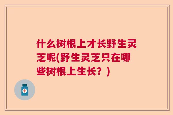 什么树根上才长野生灵芝呢(野生灵芝只在哪些树根上生长?) 什么树根上才长野生灵芝呢(野生灵芝只在哪些树根上生长?)