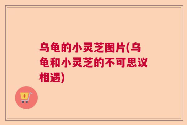 乌龟的小灵芝图片(乌龟和小灵芝的不可思议相遇) 乌龟的小灵芝图片(乌龟和小灵芝的不可思议相遇)