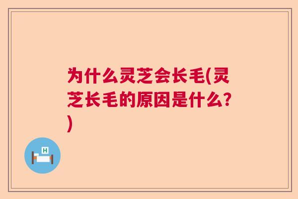 为什么灵芝会长毛(灵芝长毛的原因是什么?) 为什么灵芝会长毛(灵芝长毛的原因是什么?)
