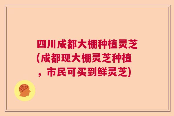 四川成都大棚种植灵芝(成都现大棚灵芝种植,市民可买到鲜灵芝) 四川成都大棚种植灵芝(成都现大棚灵芝种植,市民可买到鲜灵芝)
