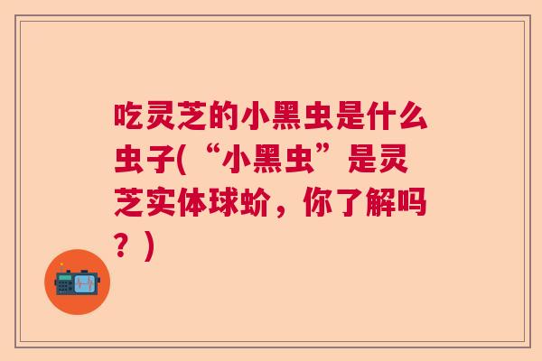 吃灵芝的小黑虫是什么虫子(“小黑虫”是灵芝实体球蚧,你了解吗?) 吃灵芝的小黑虫是什么虫子(“小黑虫”是灵芝实体球蚧,你了解吗?)