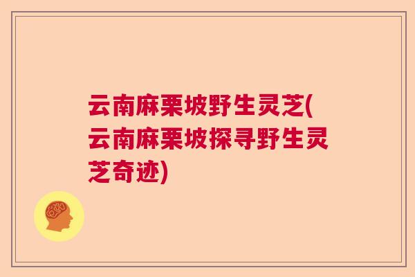 云南麻栗坡野生灵芝(云南麻栗坡探寻野生灵芝奇迹) 云南麻栗坡野生灵芝(云南麻栗坡探寻野生灵芝奇迹)