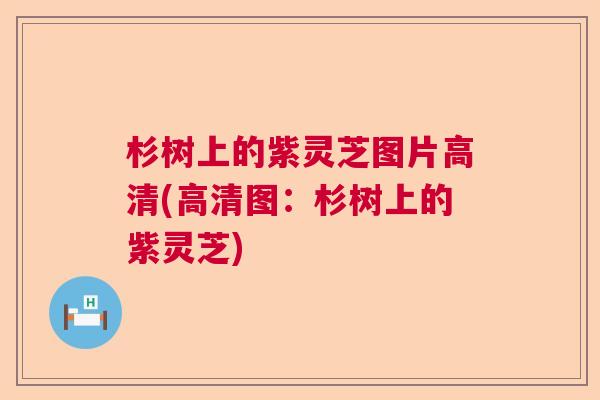 杉树上的紫灵芝图片高清(高清图:杉树上的紫灵芝) 杉树上的紫灵芝图片高清(高清图:杉树上的紫灵芝)
