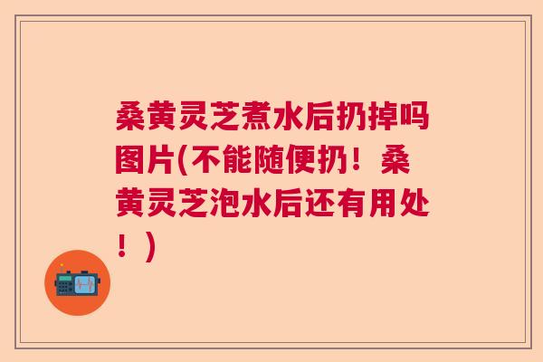 桑黄灵芝煮水后扔掉吗图片(不能随便扔!桑黄灵芝泡水后还有用处!) 桑黄灵芝煮水后扔掉吗图片(不能随便扔!桑黄灵芝泡水后还有用处!)