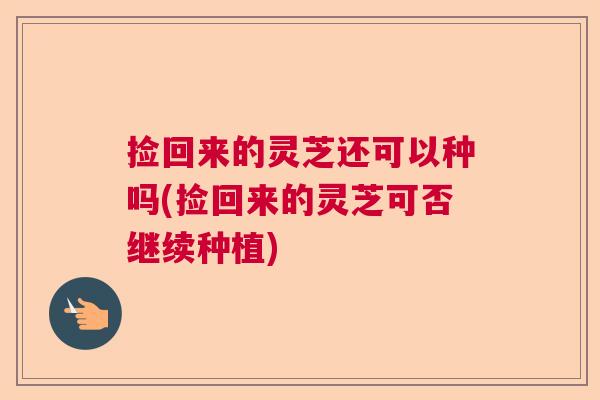 捡回来的灵芝还可以种吗(捡回来的灵芝可否继续种植) 捡回来的灵芝还可以种吗(捡回来的灵芝可否继续种植)