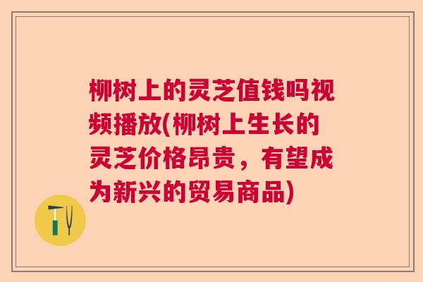柳树上的灵芝值钱吗视频播放(柳树上生长的灵芝价格昂贵,有望成为新兴的贸易商品) 柳树上的灵芝值钱吗视频播放(柳树上生长的灵芝价格昂贵,有望成为新兴的贸易商品)
